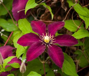 Preview wallpaper clematis, flowering, branches, bright