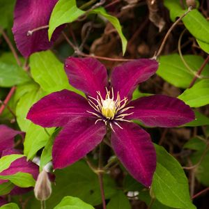 Preview wallpaper clematis, flowering, branches, bright