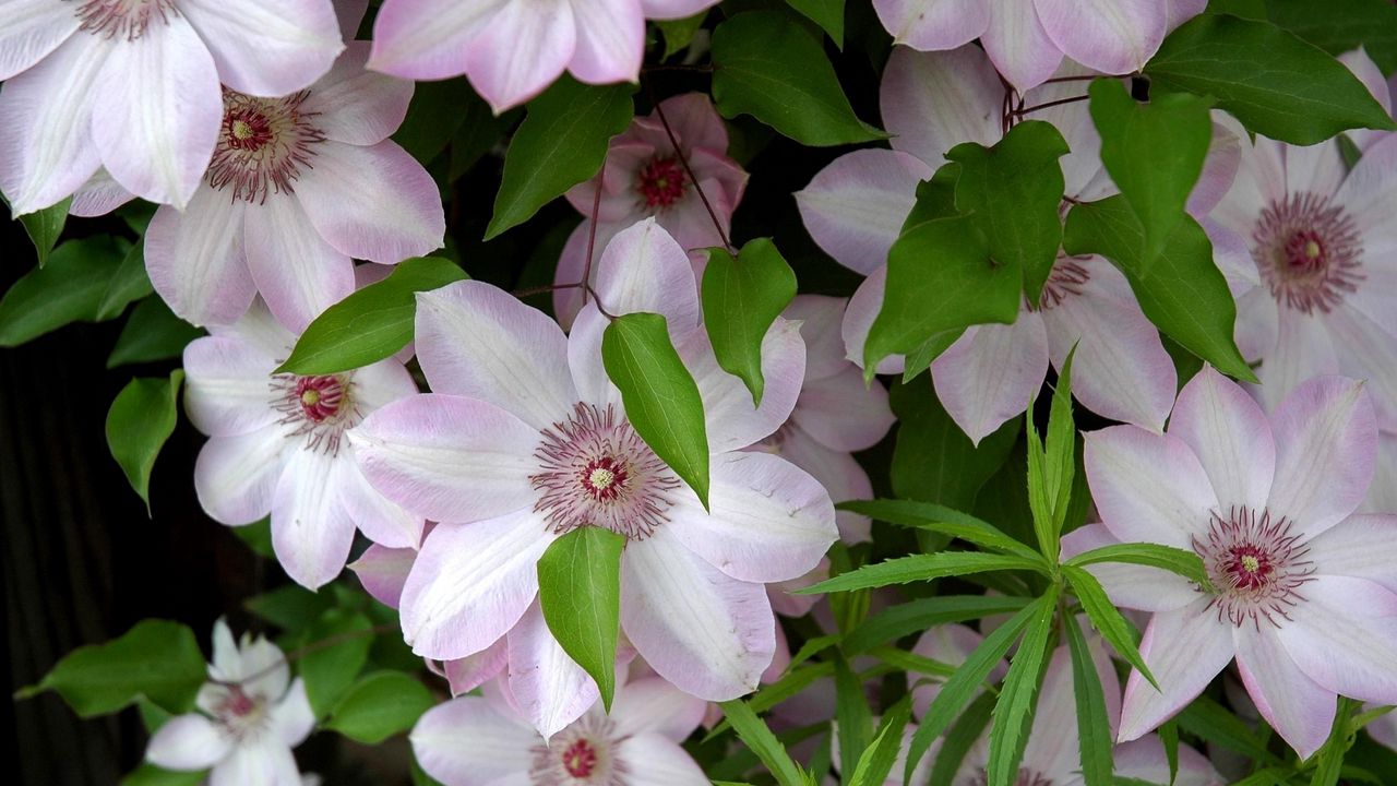 Wallpaper clematis, flowering, green, leaves