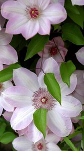 Preview wallpaper clematis, flowering, green, leaves