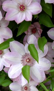 Preview wallpaper clematis, flowering, green, leaves