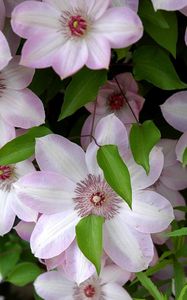 Preview wallpaper clematis, flowering, green, leaves