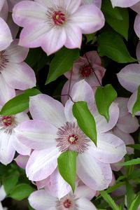 Preview wallpaper clematis, flowering, green, leaves