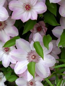 Preview wallpaper clematis, flowering, green, leaves