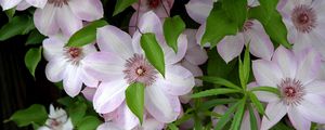 Preview wallpaper clematis, flowering, green, leaves