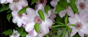 Preview wallpaper clematis, flowering, green, leaves