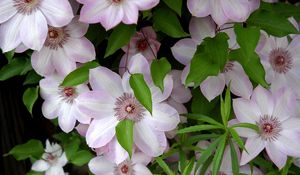 Preview wallpaper clematis, flowering, green, leaves