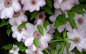 Preview wallpaper clematis, flowering, green, leaves