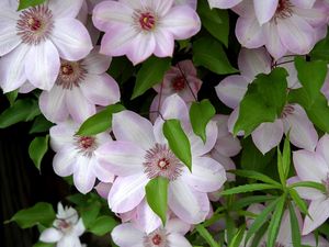 Preview wallpaper clematis, flowering, green, leaves