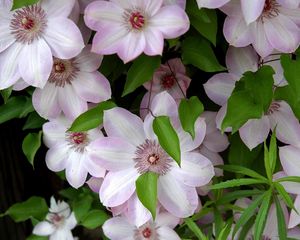 Preview wallpaper clematis, flowering, green, leaves