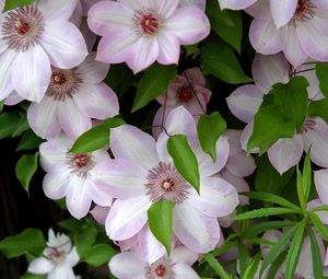 Preview wallpaper clematis, flowering, green, leaves