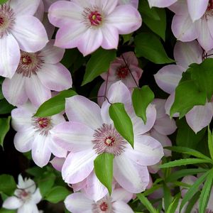 Preview wallpaper clematis, flowering, green, leaves