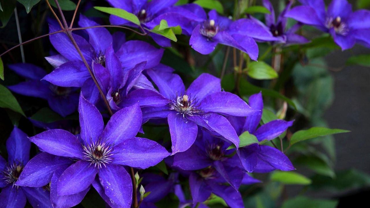 Wallpaper clematis, flowering, purple, close-up
