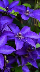 Preview wallpaper clematis, flowering, purple, close-up