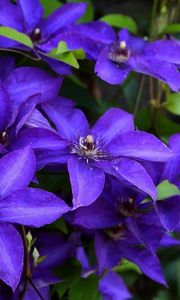 Preview wallpaper clematis, flowering, purple, close-up