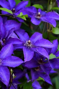 Preview wallpaper clematis, flowering, purple, close-up