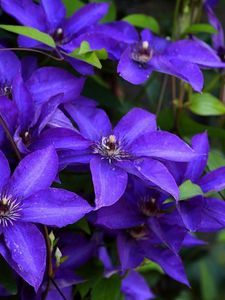 Preview wallpaper clematis, flowering, purple, close-up