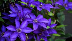 Preview wallpaper clematis, flowering, purple, close-up