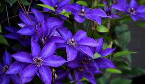 Preview wallpaper clematis, flowering, purple, close-up