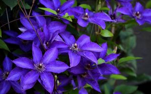 Preview wallpaper clematis, flowering, purple, close-up