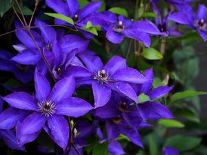 Preview wallpaper clematis, flowering, purple, close-up