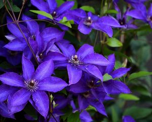 Preview wallpaper clematis, flowering, purple, close-up