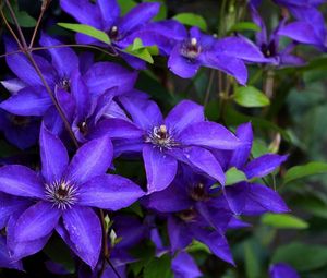 Preview wallpaper clematis, flowering, purple, close-up
