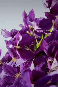 Preview wallpaper clematis, flowering, purple, white