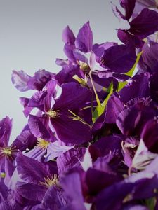 Preview wallpaper clematis, flowering, purple, white