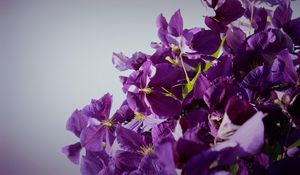 Preview wallpaper clematis, flowering, purple, white