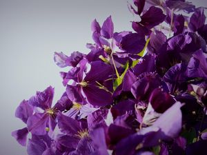 Preview wallpaper clematis, flowering, purple, white