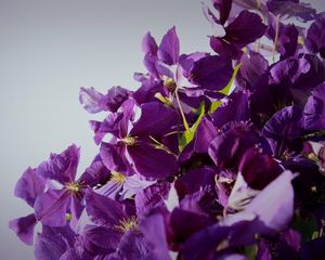 Preview wallpaper clematis, flowering, purple, white