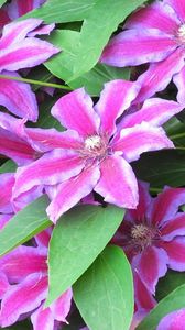Preview wallpaper clematis, flowering, striped, green, close-up