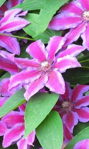 Preview wallpaper clematis, flowering, striped, green, close-up