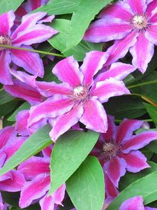 Preview wallpaper clematis, flowering, striped, green, close-up