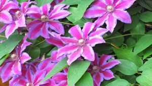 Preview wallpaper clematis, flowering, striped, green, close-up