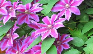 Preview wallpaper clematis, flowering, striped, green, close-up