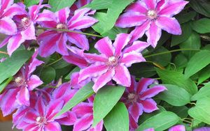 Preview wallpaper clematis, flowering, striped, green, close-up