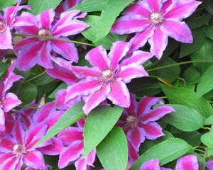 Preview wallpaper clematis, flowering, striped, green, close-up