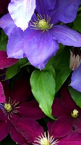 Preview wallpaper clematis, flowers, bright, colorful, close-up