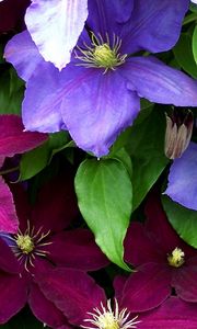 Preview wallpaper clematis, flowers, bright, colorful, close-up