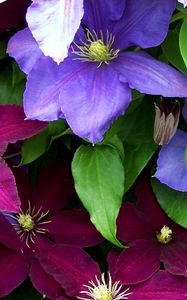 Preview wallpaper clematis, flowers, bright, colorful, close-up