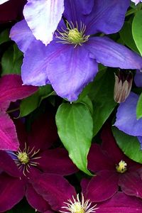 Preview wallpaper clematis, flowers, bright, colorful, close-up