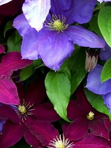 Preview wallpaper clematis, flowers, bright, colorful, close-up