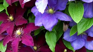 Preview wallpaper clematis, flowers, bright, colorful, close-up