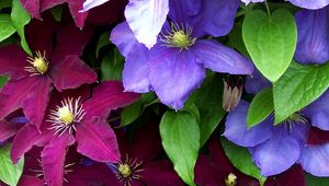 Preview wallpaper clematis, flowers, bright, colorful, close-up