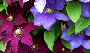 Preview wallpaper clematis, flowers, bright, colorful, close-up