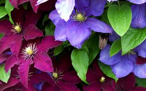Preview wallpaper clematis, flowers, bright, colorful, close-up