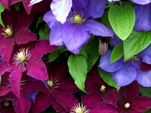 Preview wallpaper clematis, flowers, bright, colorful, close-up