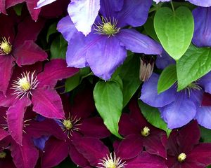 Preview wallpaper clematis, flowers, bright, colorful, close-up